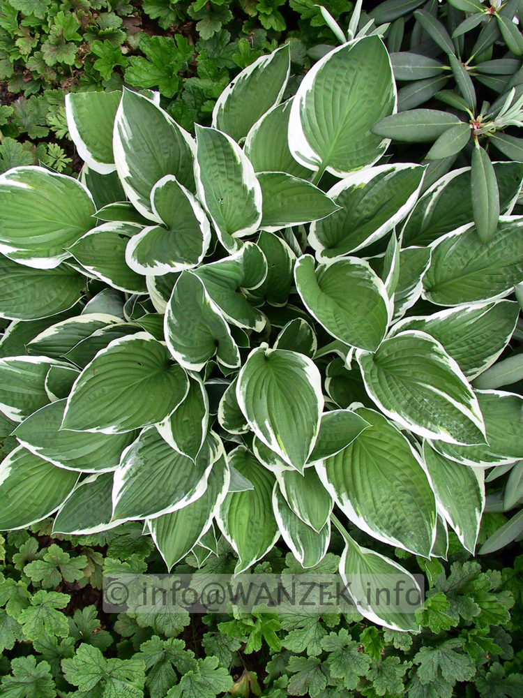 Hosta fortunei Francee 08.jpg